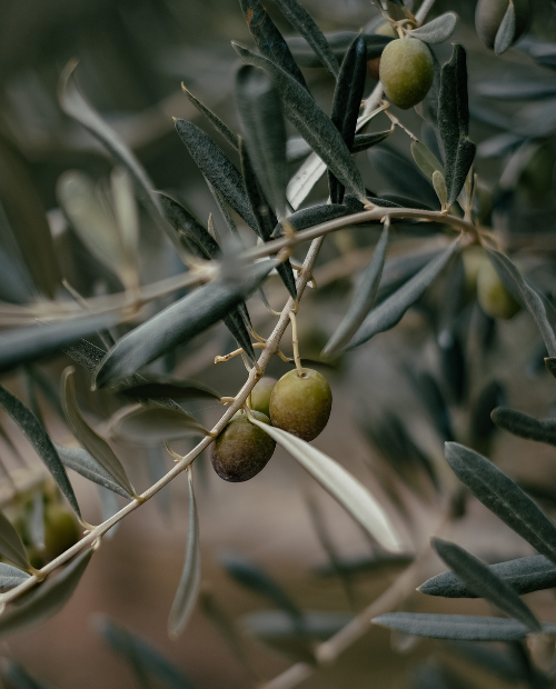 Recipient pentru ulei, inox, 500 ml - CILIO - Image 1