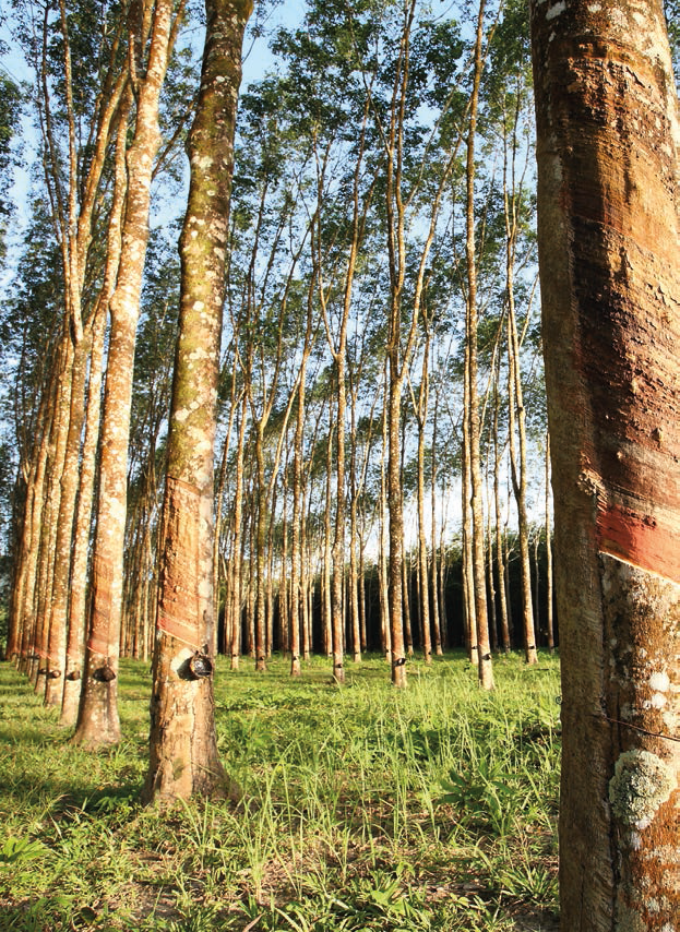 Platou rotativ din lemn de arbore de cauciuc, 35 cm - ZASSENHAUS - Image 2