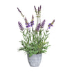 Lavanda in ghiveci, mov, 35 cm - COOKSHOP SPECIALS